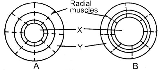 Human Iris Pupil KCSE 2010 BIO P2 Q4