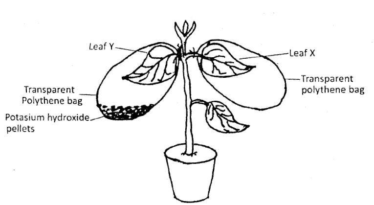 Potted Plant KCSE 2010 BIO Q15