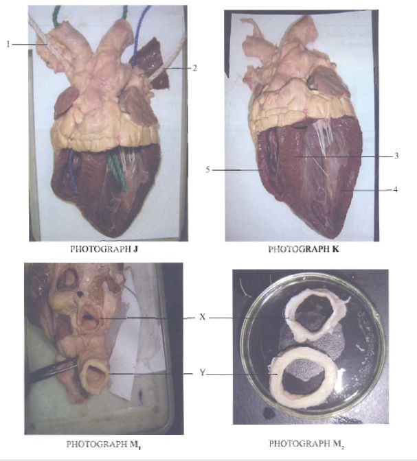 Sections Mammalian Heart KCSE 2010 BIO P3 Q2