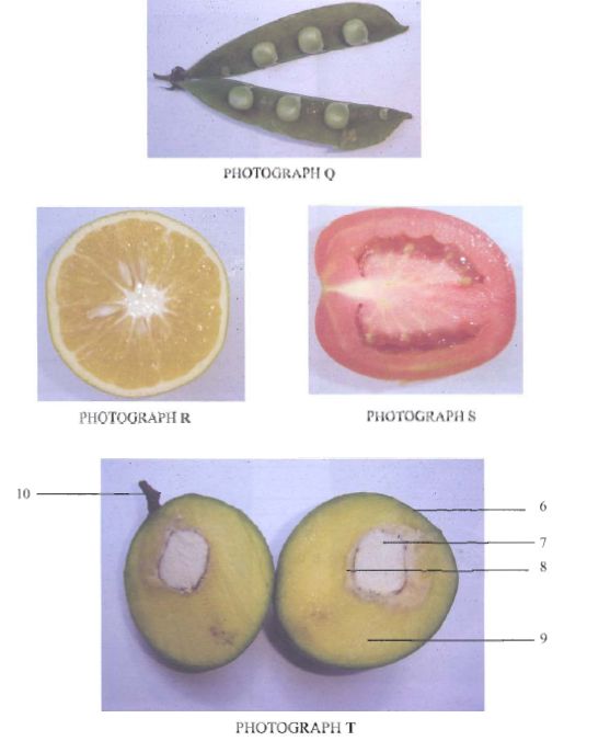 Sections Plants KCSE 2010 BIO P3 Q3