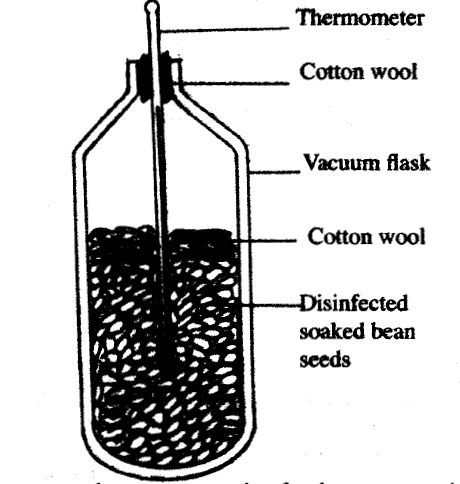 Seeds in Vacuum Flask