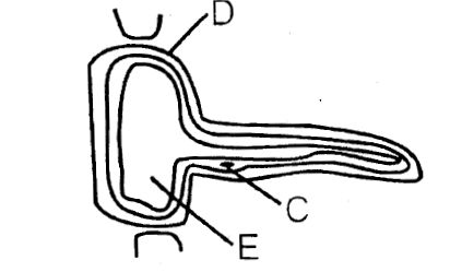 Specialized Plant Cell