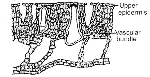 Transverse Section Leaf