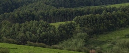 Forests in Kenya