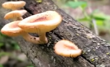 How to Grow Mushrooms in Kenya