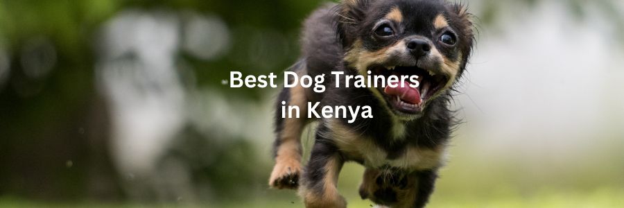 dog trainers in kenya